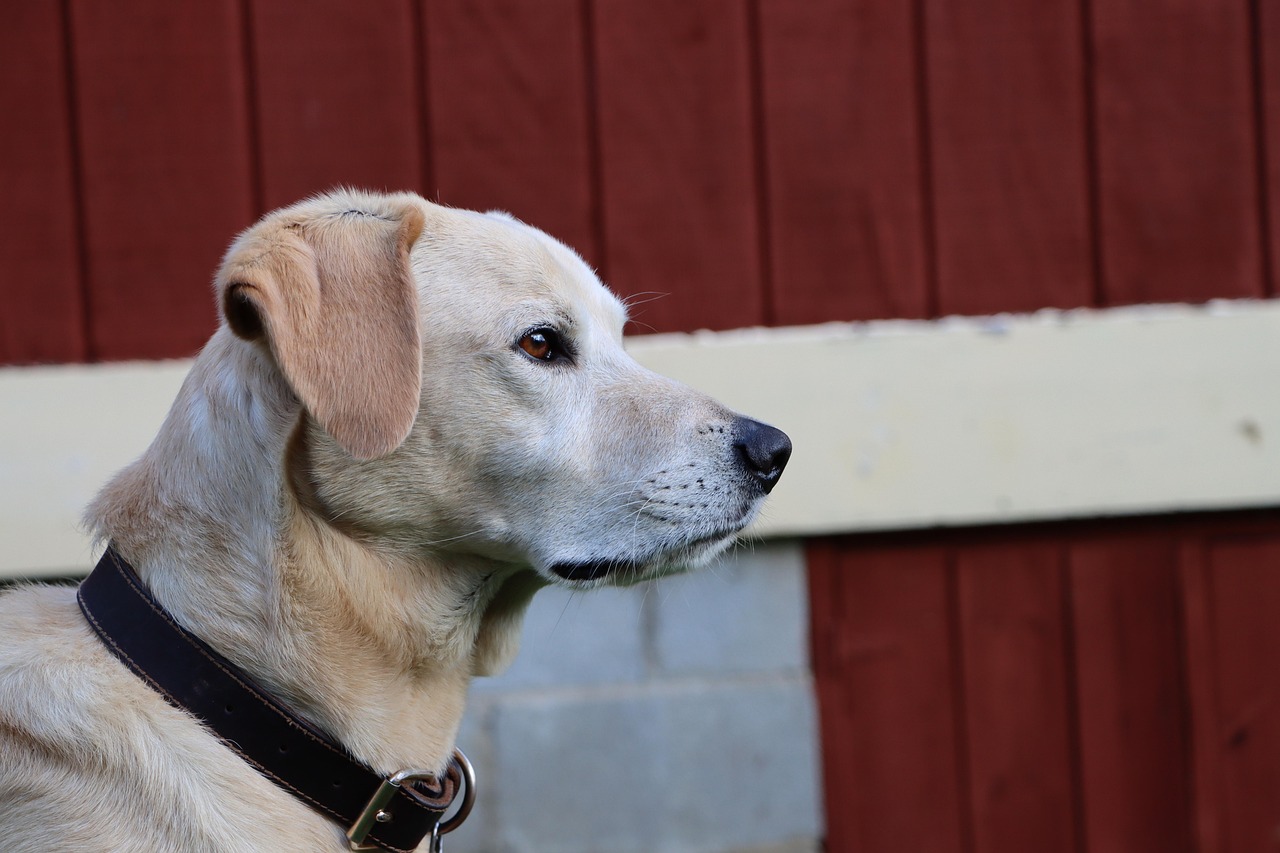 双语服务团队平台代理招募2022