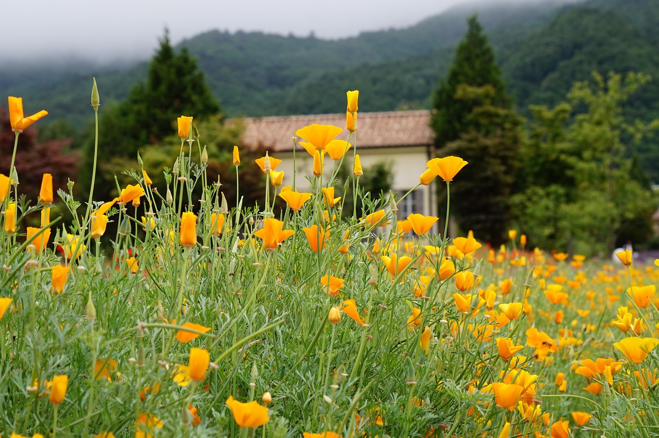 解读DDOS攻击流量购买- 龙华区沙井商标注册代理商